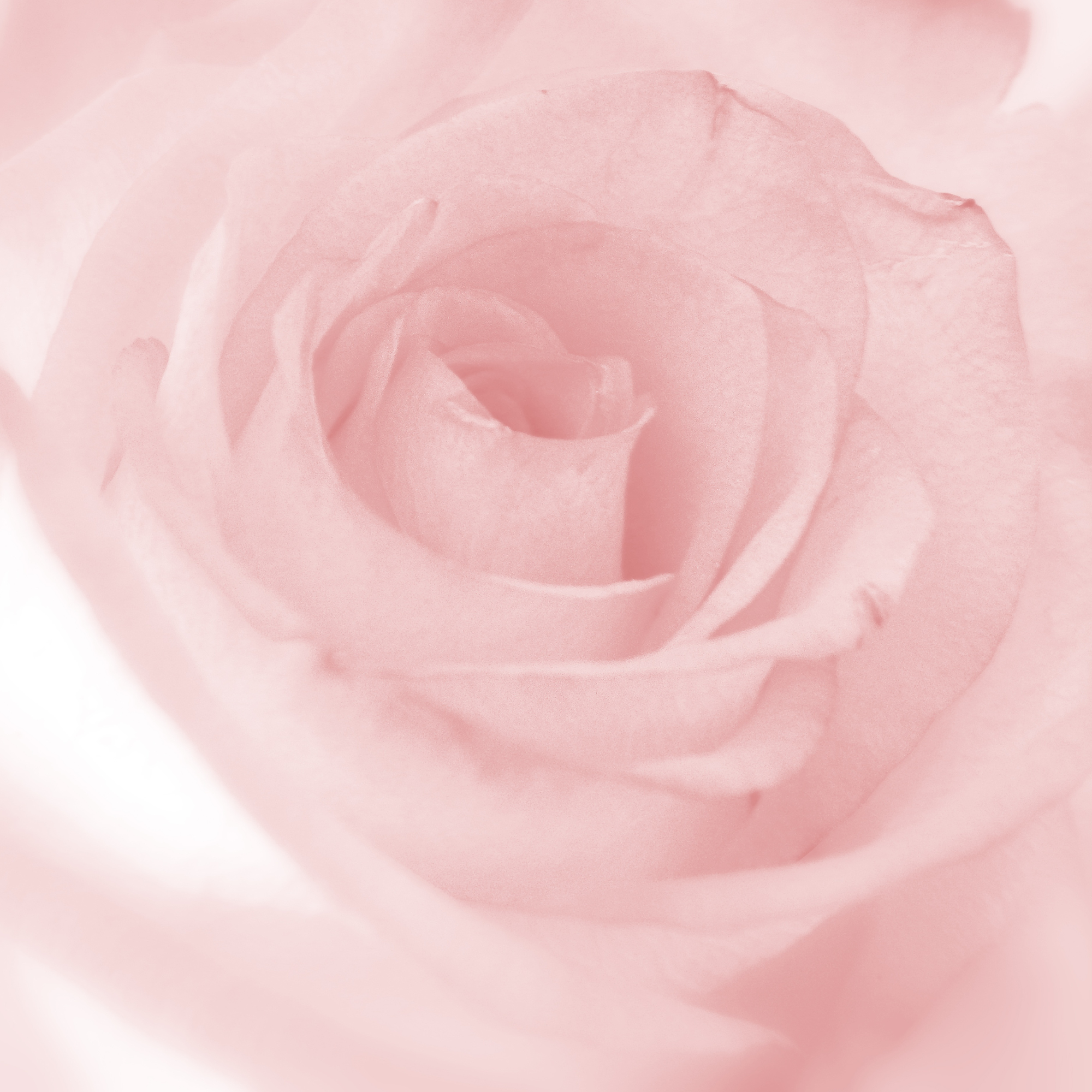 Rose de Grasse surgras soaps 3x150g